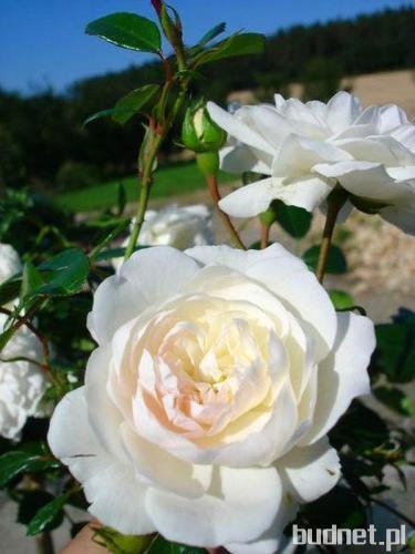 biała róża okrywowa